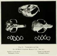 Image of Thomomys subgen. Megascapheus Elliot 1903