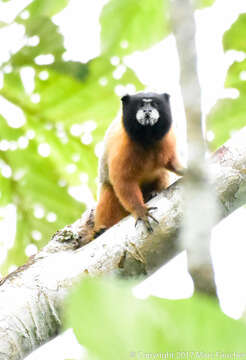 Image of golden-mantled tamarin