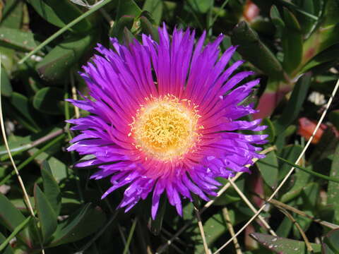 Image of Ice Plants