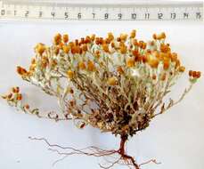 Image of Helichrysum cochleariforme DC.