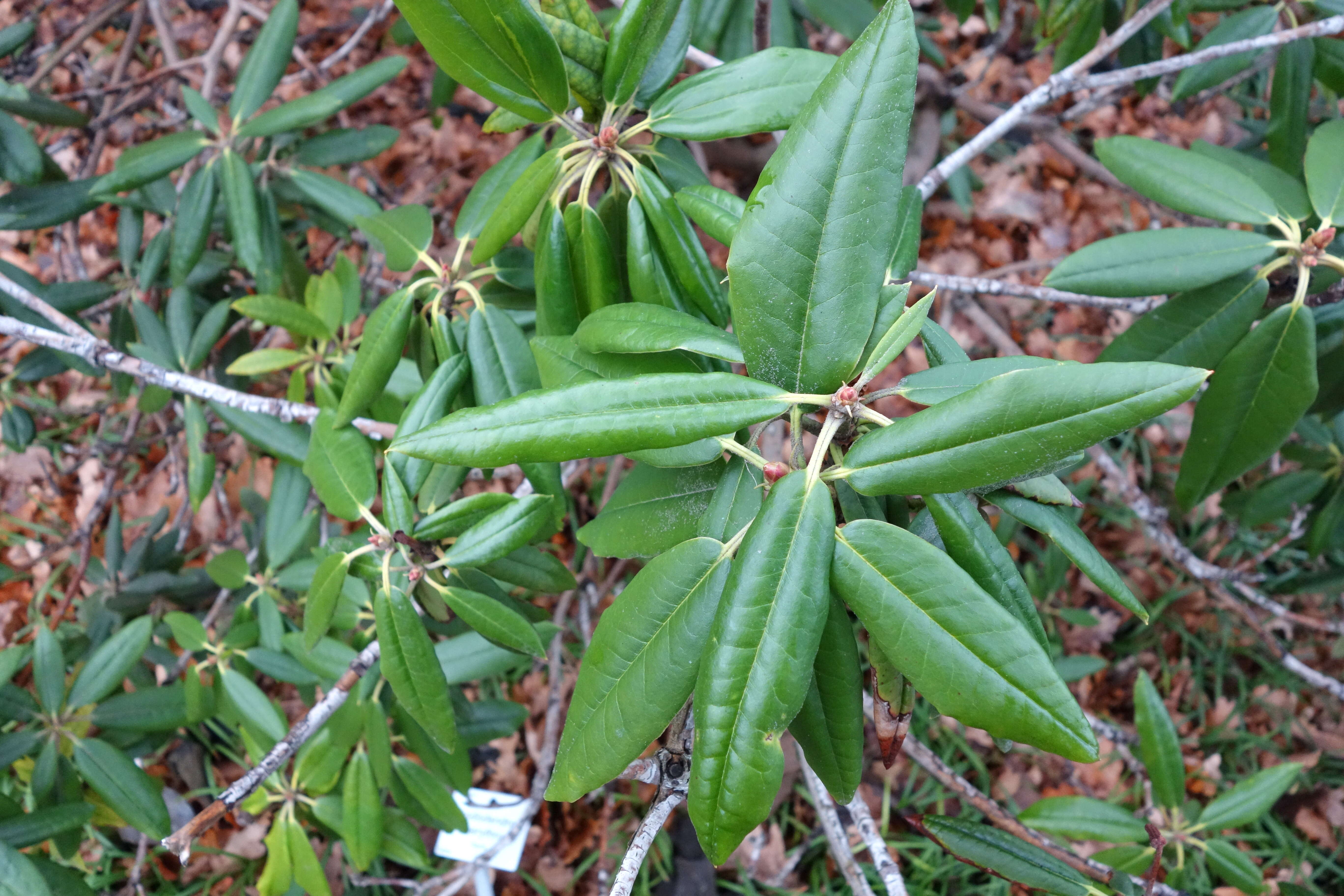 صورة Rhododendron hyperythrum Hayata