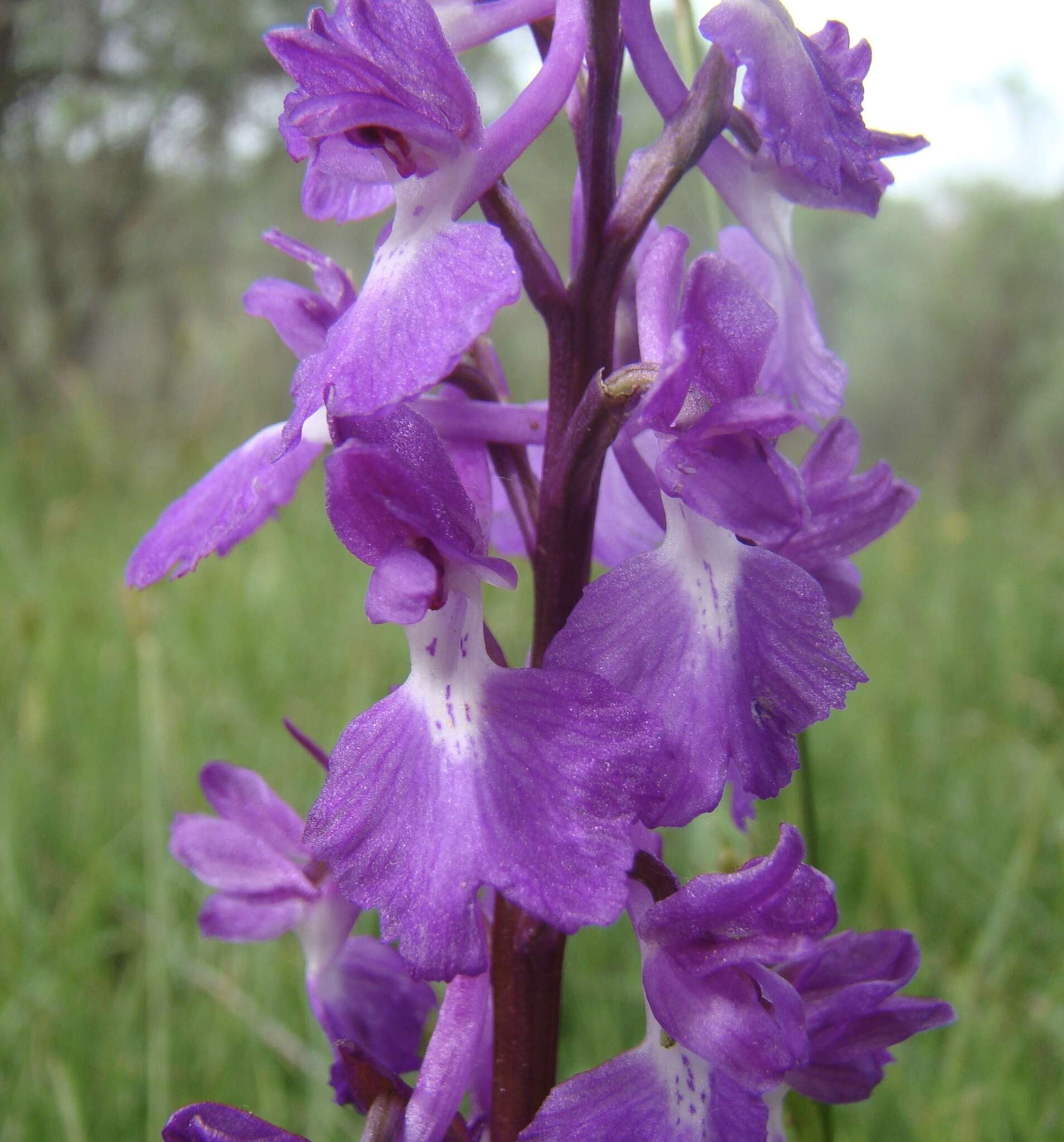 Image of Anacamptis palustris subsp. elegans (Heuff.) R. M. Bateman, Pridgeon & M. W. Chase