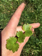 Image de Ranunculus muricatus L.