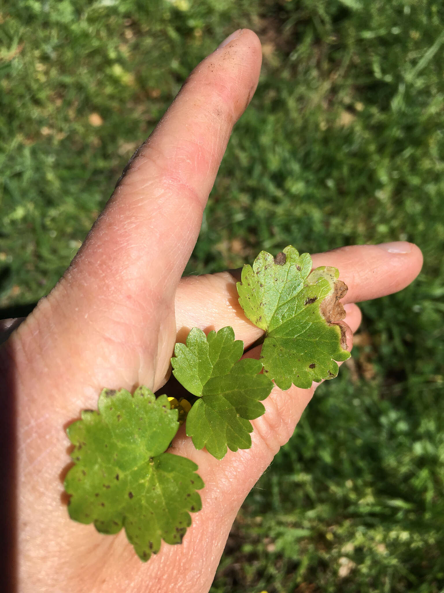 Image de Ranunculus muricatus L.