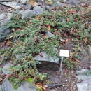 Image of Kashmir Cotoneaster