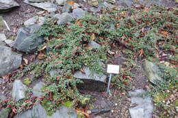 Image of Kashmir Cotoneaster