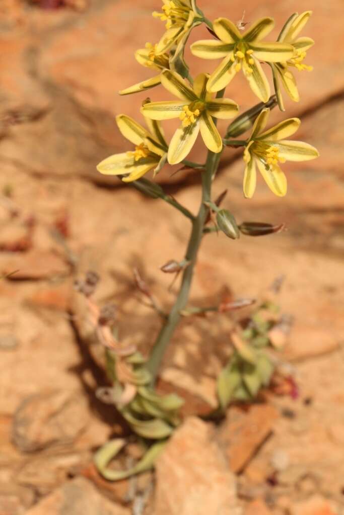 Image of Albuca concordiana Baker