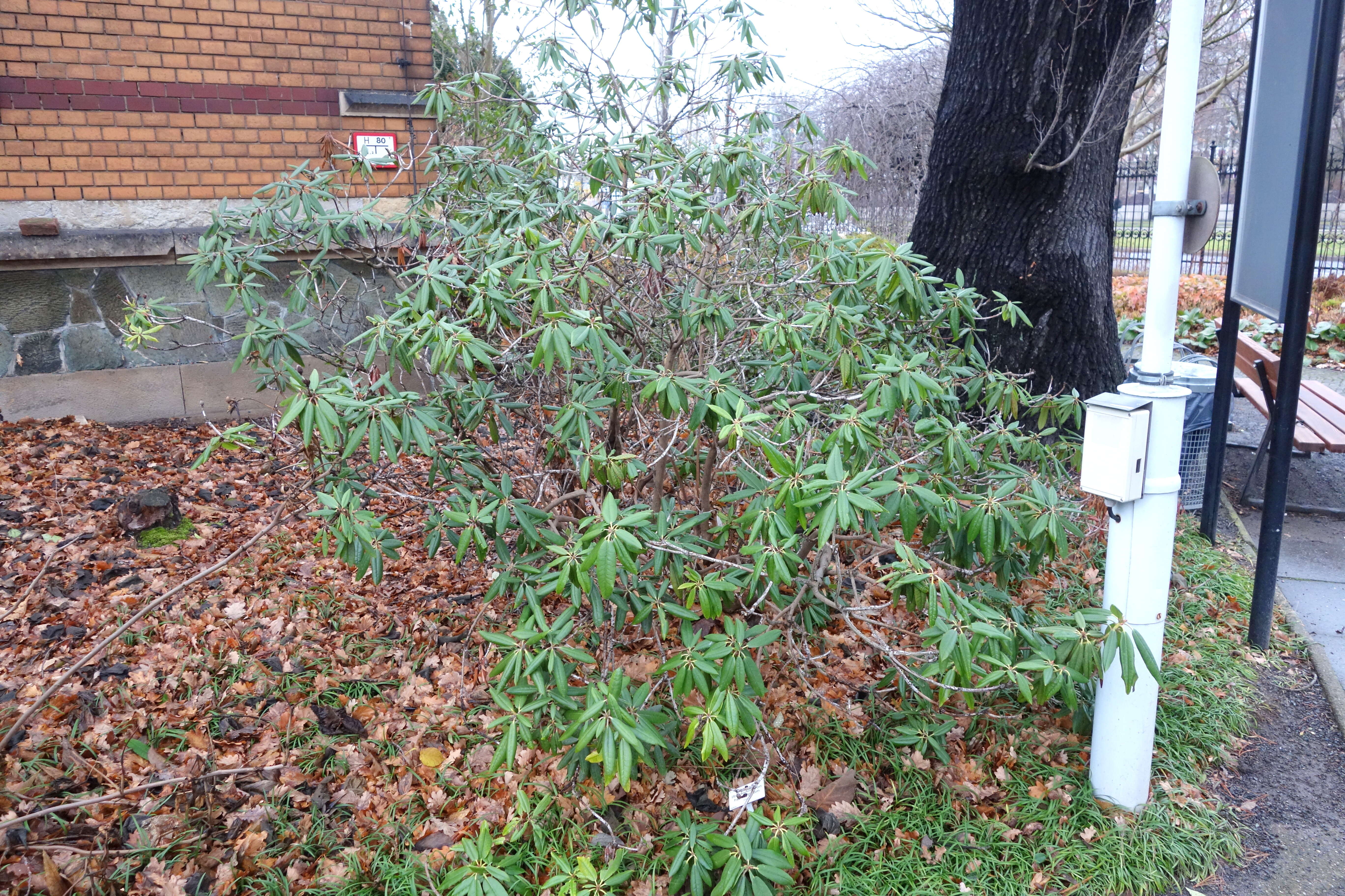 صورة Rhododendron hyperythrum Hayata