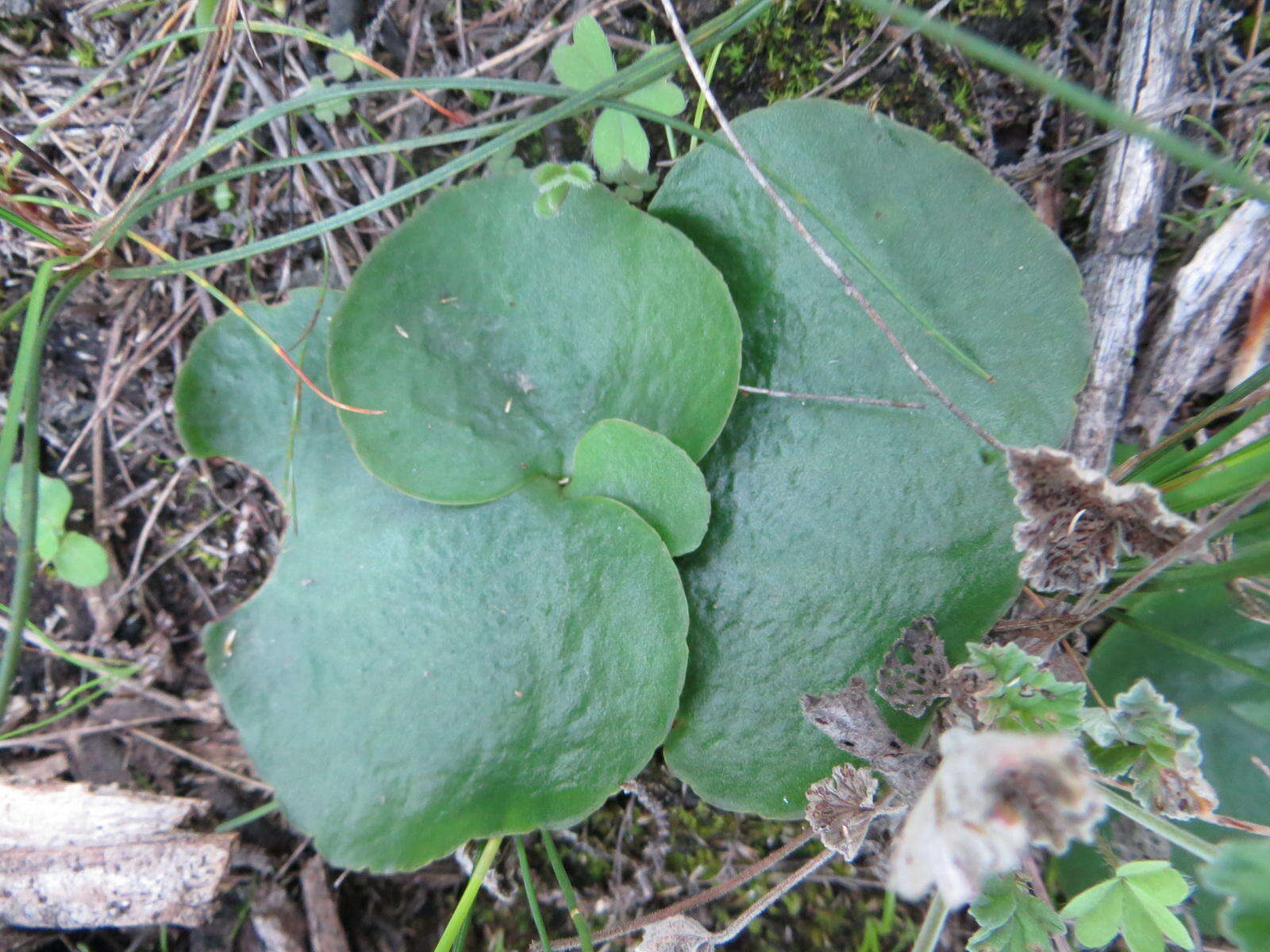 Image of Crassula saxifraga Harv.