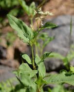 Image of Alpine Fleeceflower