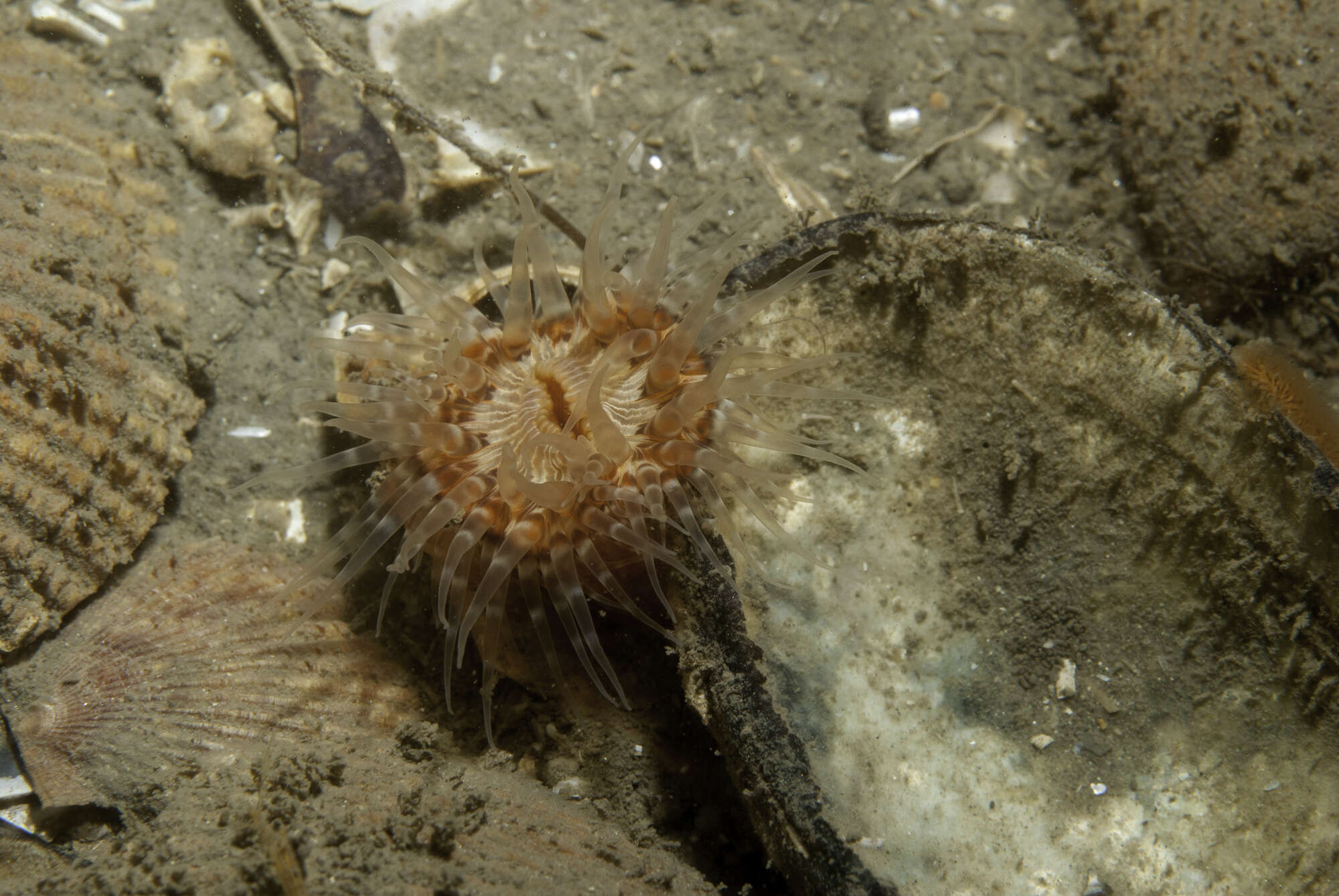 Image of Sagartiogeton laceratus (Dalyell 1848)