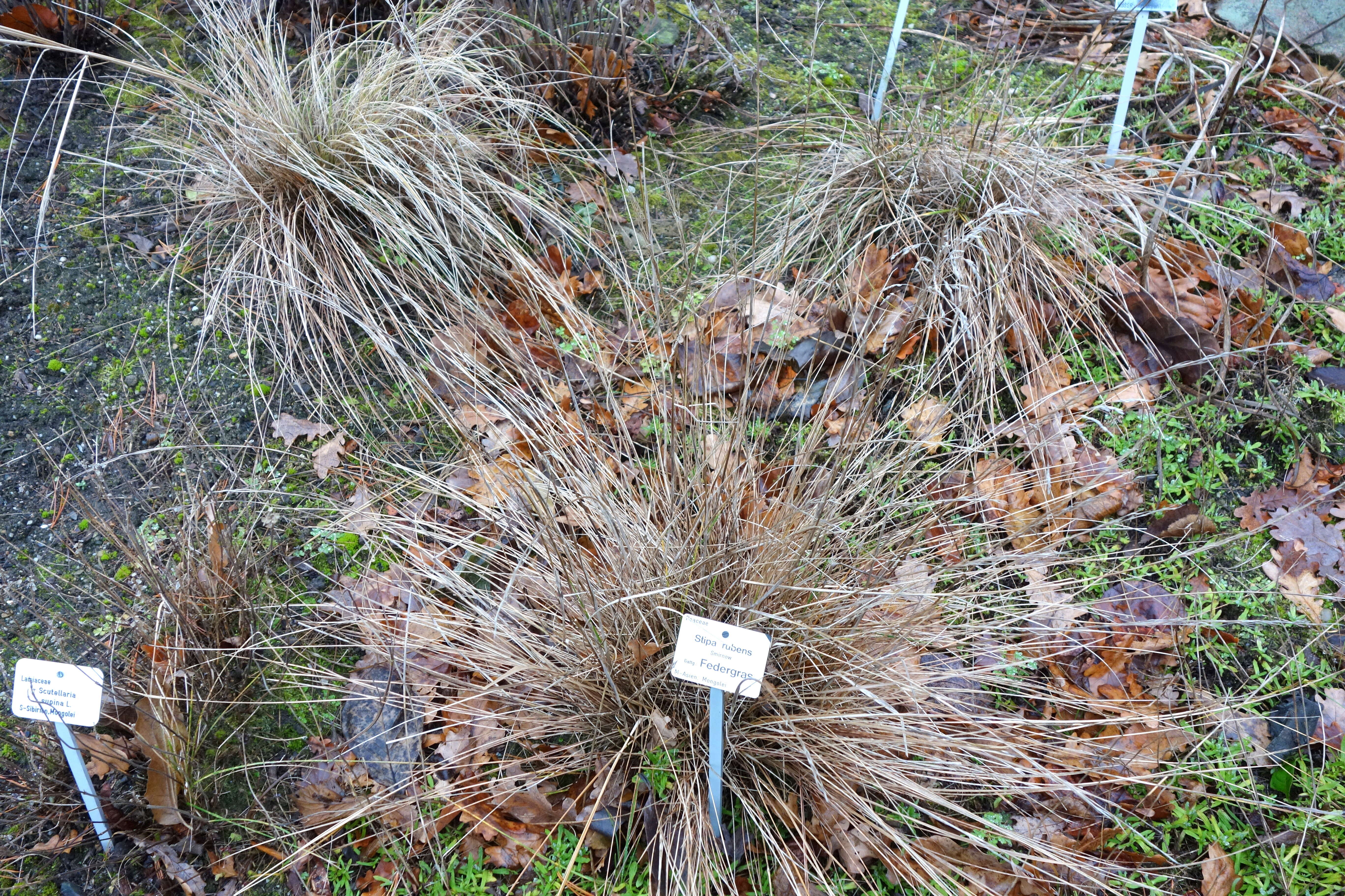 Sivun Stipa rubens P. A. Smirn. kuva