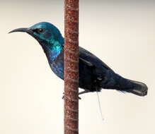 Image of Purple Sunbird