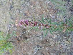 Слика од Lespedeza virginica (L.) Britton