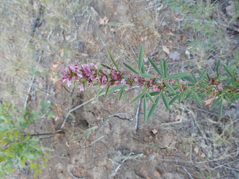 Imagem de Lespedeza virginica (L.) Britton