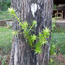 Image de Podocarpus angustifolius Griseb.