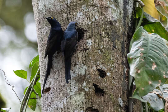 صورة Poeoptera lugubris Bonaparte 1854