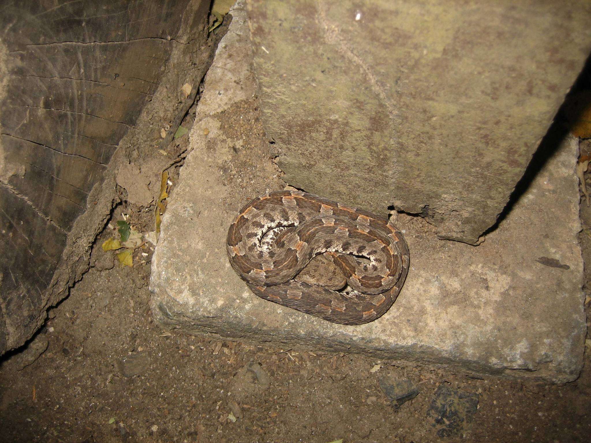 Image of Slender Hognose Viper