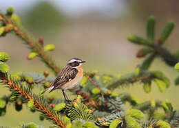 Image of Whinchat