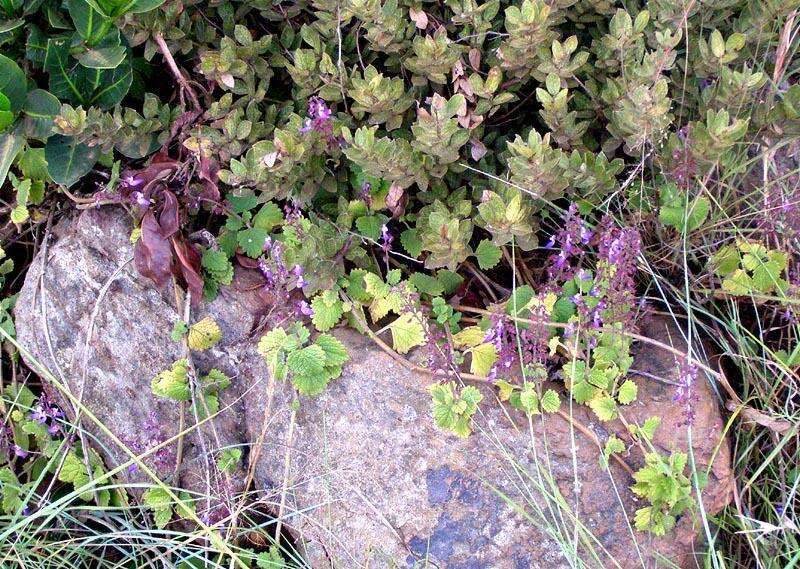 Слика од Plectranthus bojeri (Benth.) Hedge