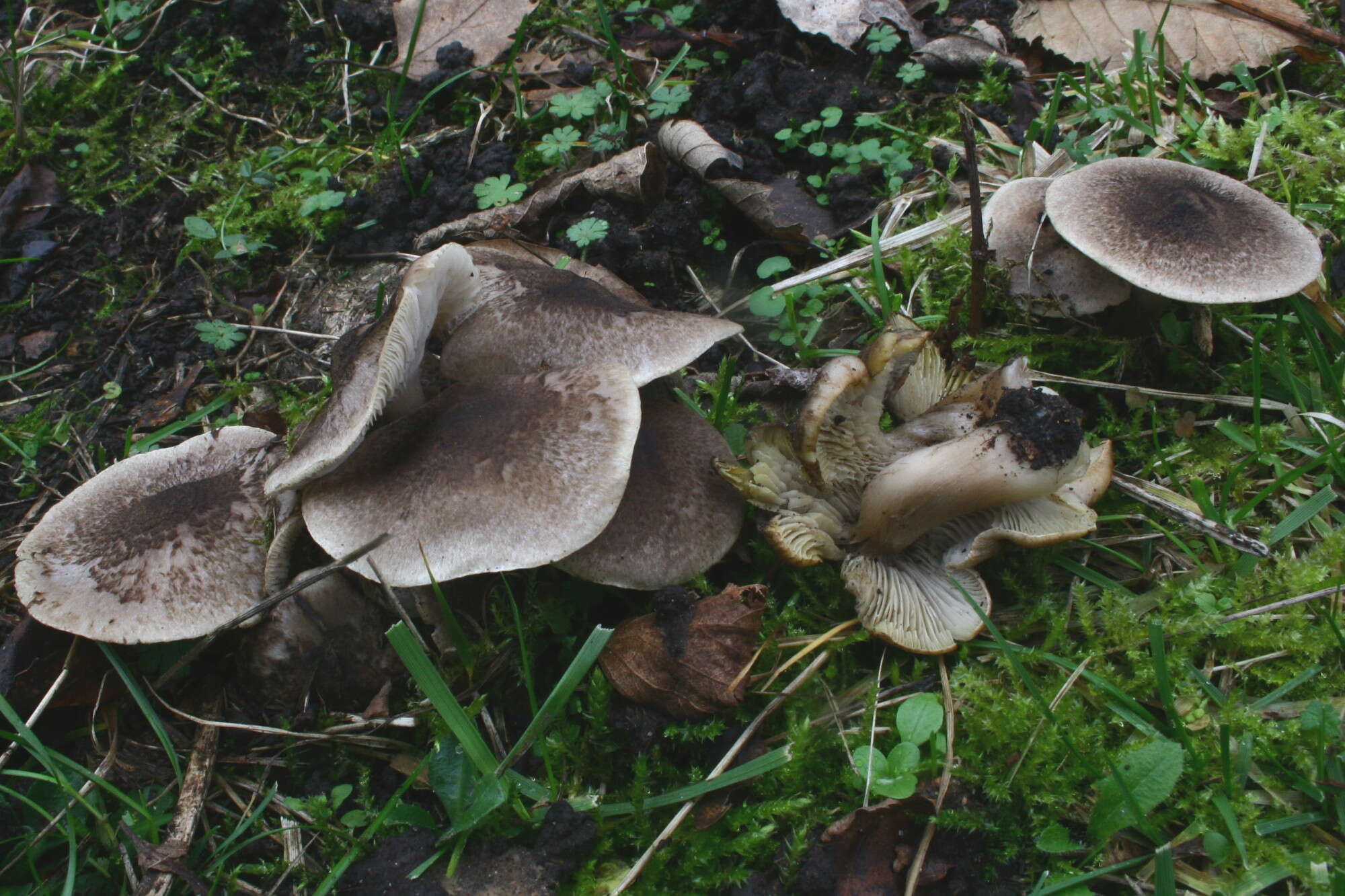 Image of Tricholoma scalpturatum (Fr.) Quél. 1872