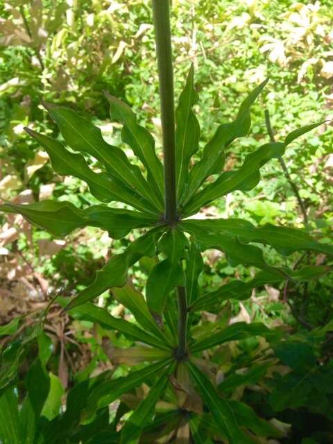 Слика од Lilium humboldtii subsp. humboldtii