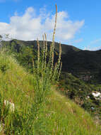 Image of Reseda barrelieri Bertol.