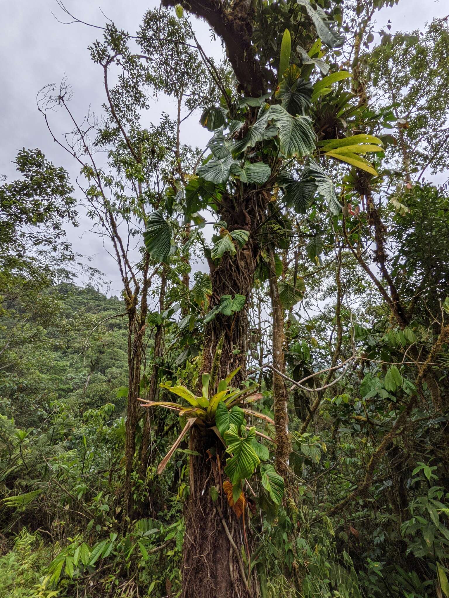 صورة Werauhia gladioliflora (H. Wendl.) J. R. Grant