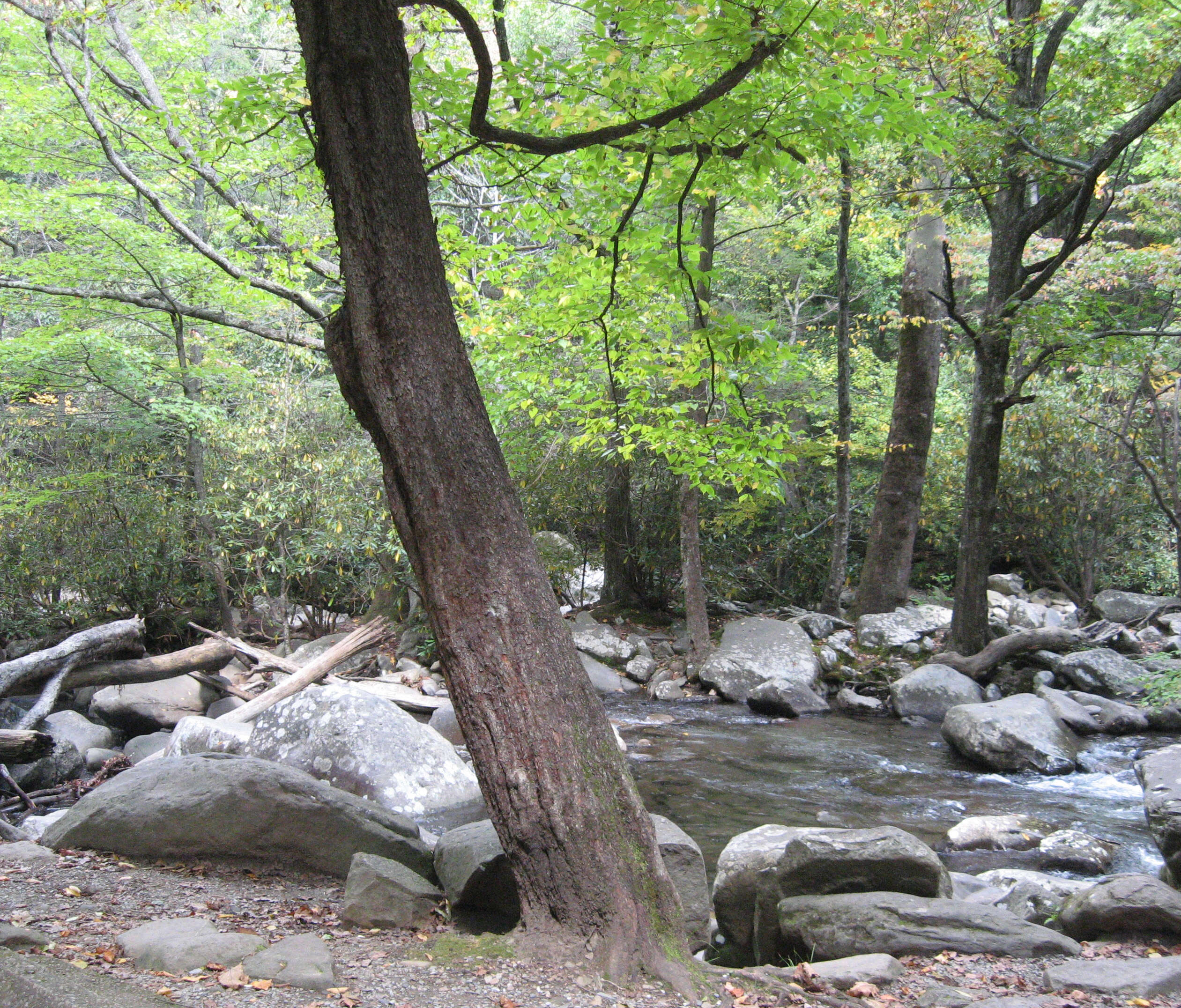 Image of eastern hophornbeam