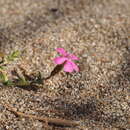 Imagem de Silene ammophila Boiss. & Heldr.