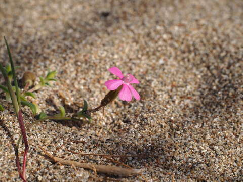 Imagem de Silene ammophila Boiss. & Heldr.