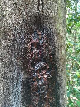 Image of Olea capensis subsp. macrocarpa (C. H. Wright) I. Verd.