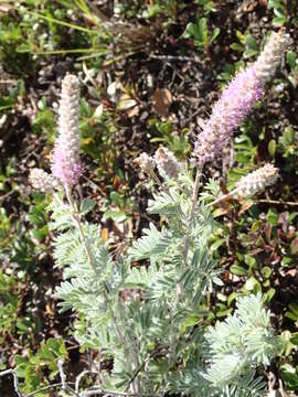 Image of silky prairie clover