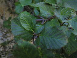 Image of Green Alder