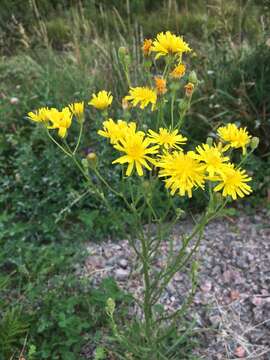 Image of narrowleaf hawksbeard