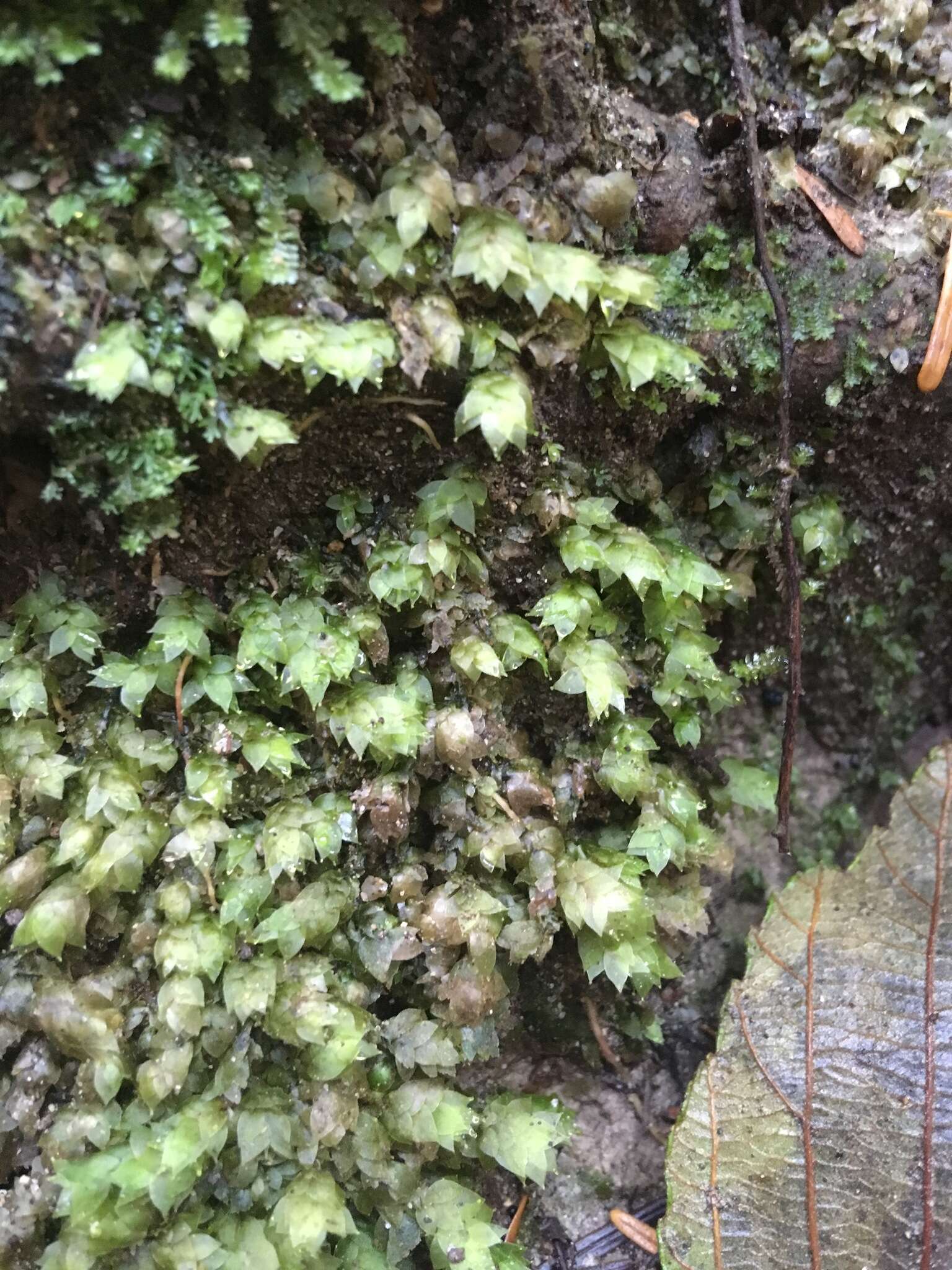 Image of sharpleaf hookeria moss