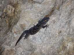 Image of American Wall Gecko