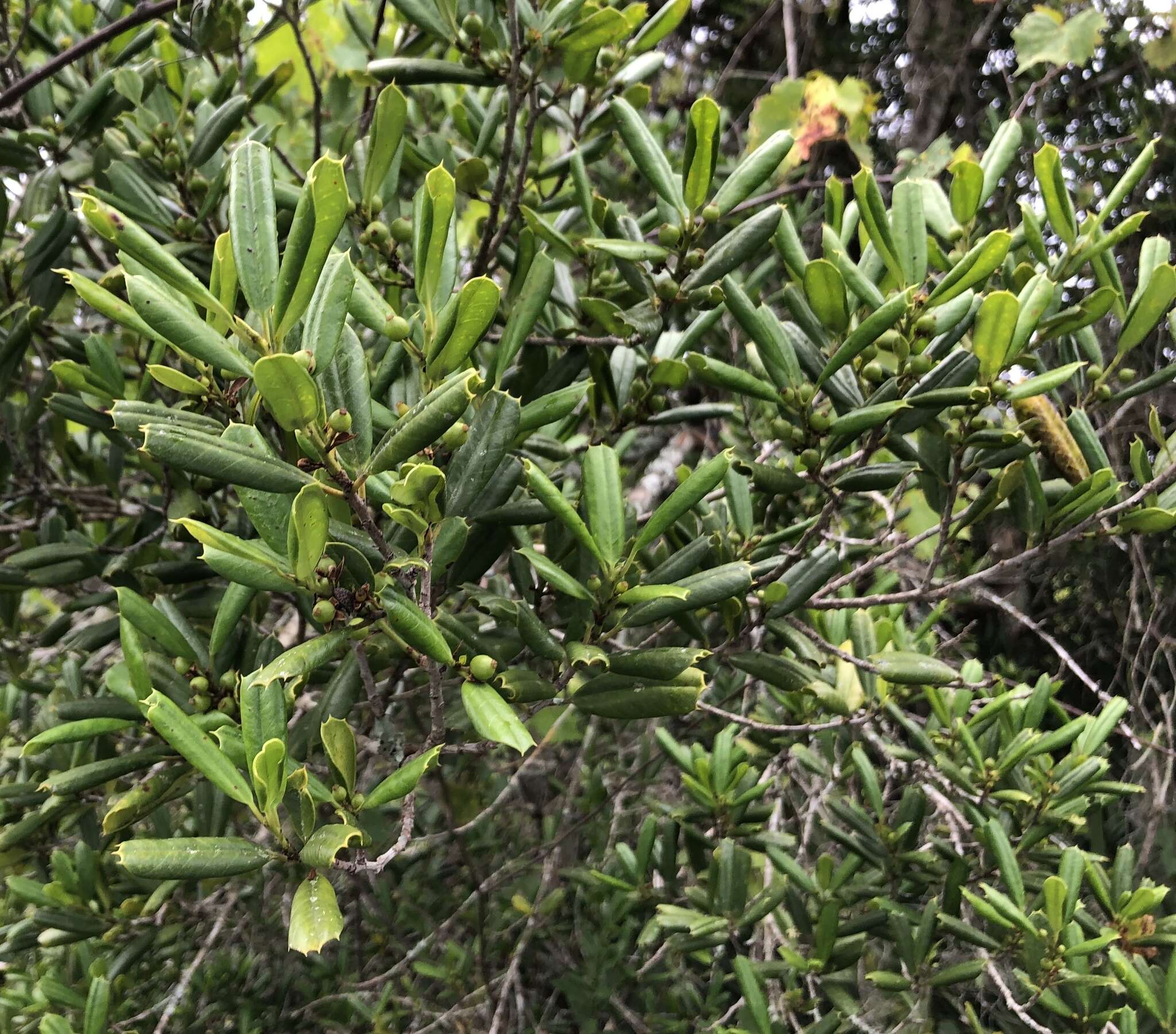 Imagem de Ilex opaca var. arenicola (Ashe) Ashe