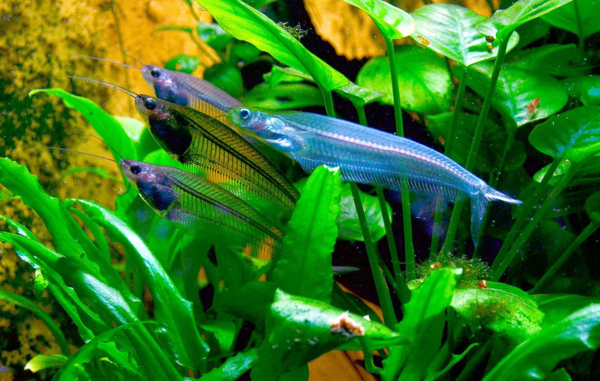 Image of Glass catfish