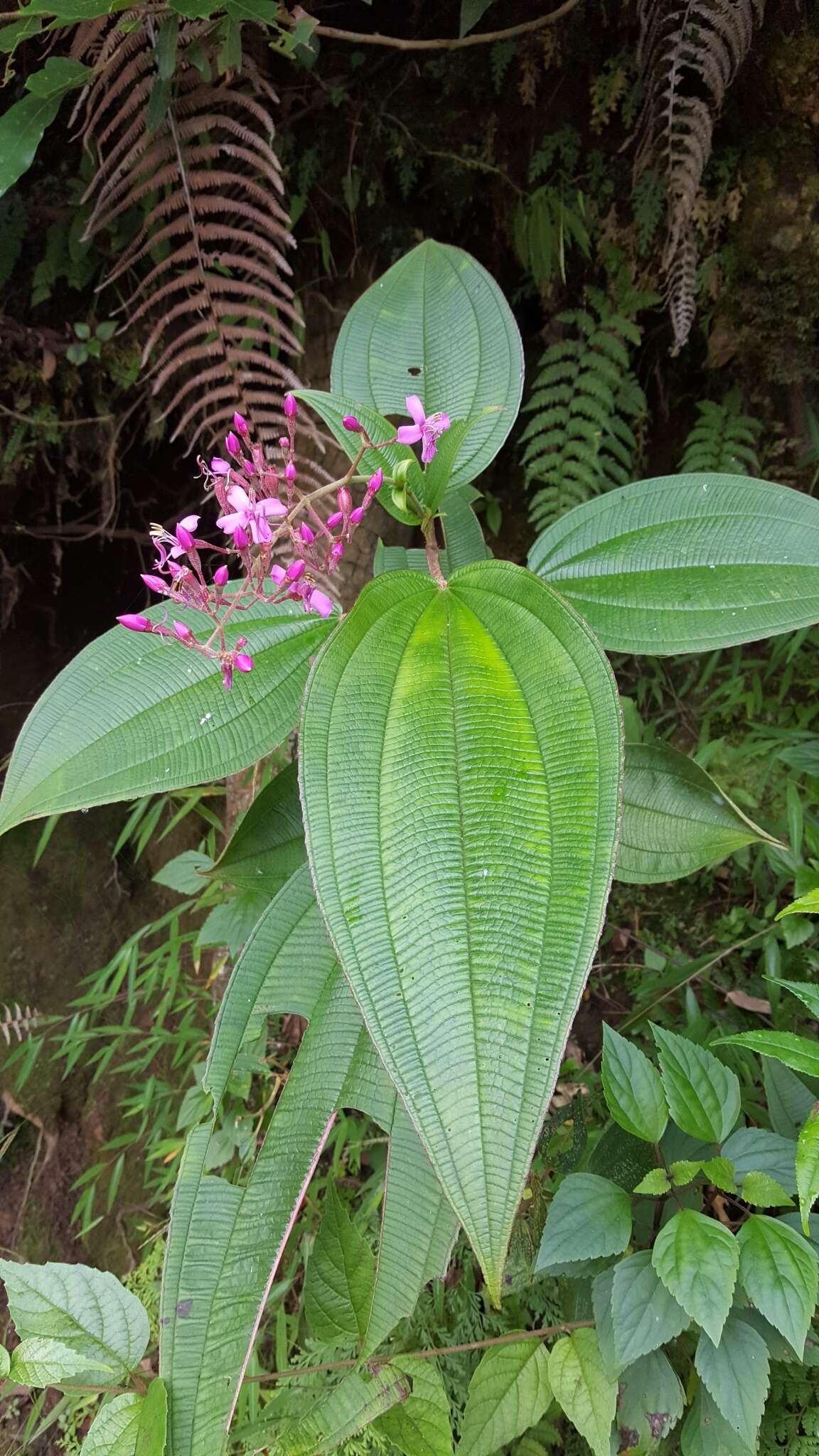 Image de Oxyspora paniculata (D. Don) DC.