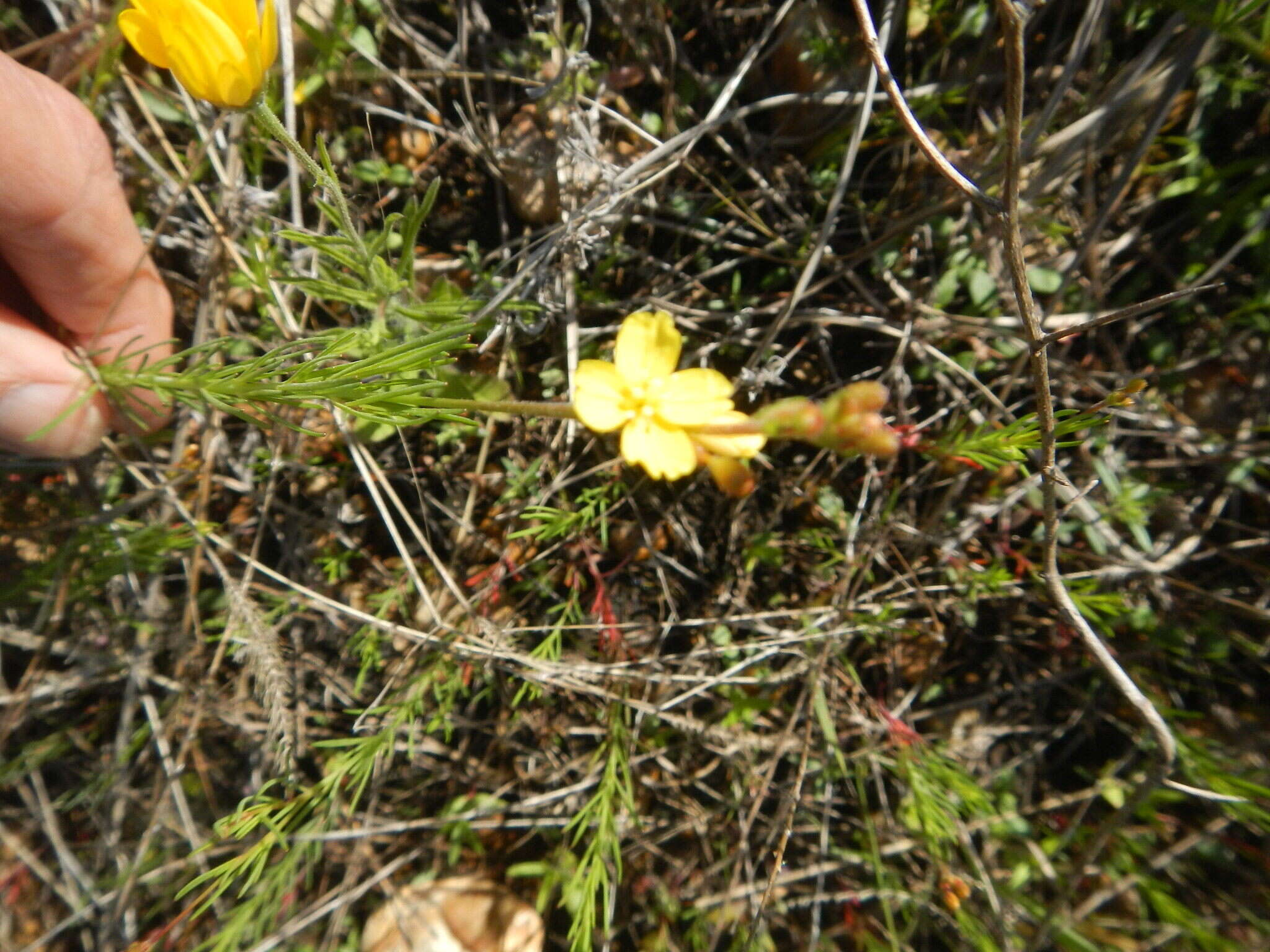 Oenothera linifolia Nutt.的圖片