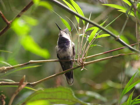 Image of Purple-crowned Plovercrest