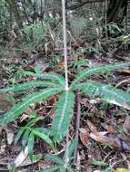 Sivun Biophytum aeschynomenifolia Guillaumin kuva