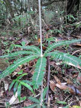 Imagem de Biophytum aeschynomenifolia Guillaumin