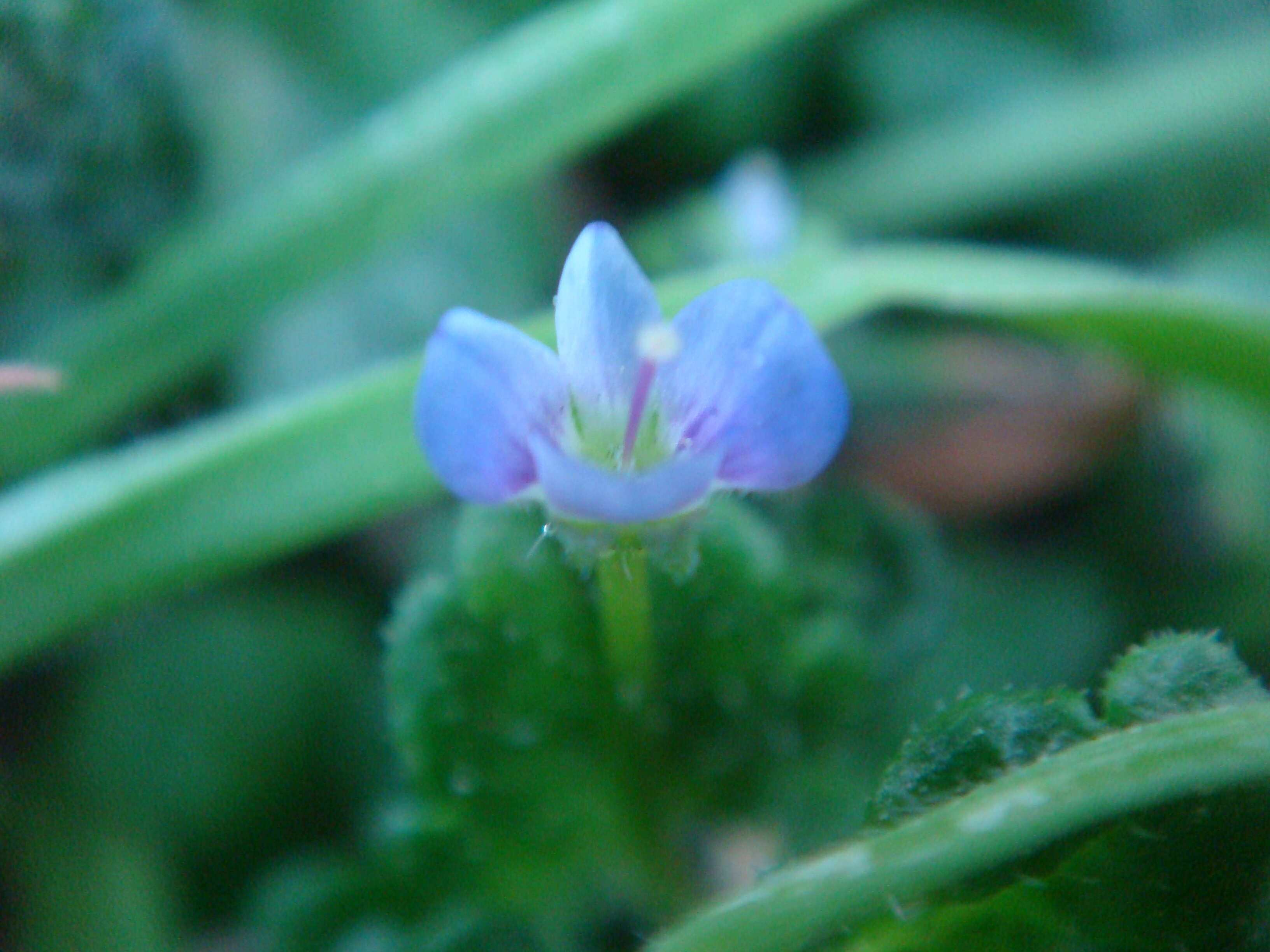 Image of birdeye speedwell