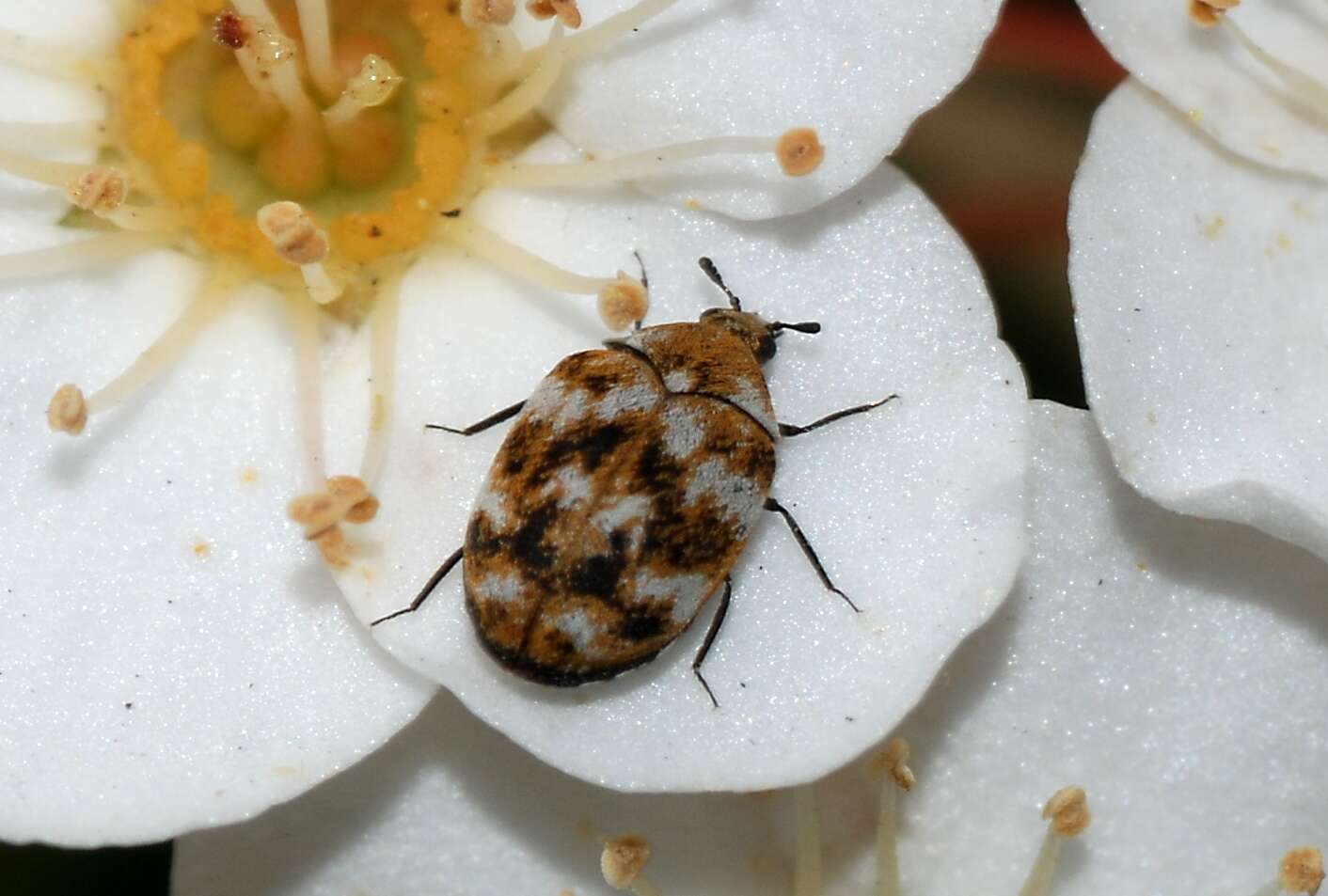 Image of Sacramento Anthicid Beetle