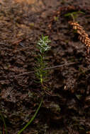 Image of Dwarf Mountain Pine