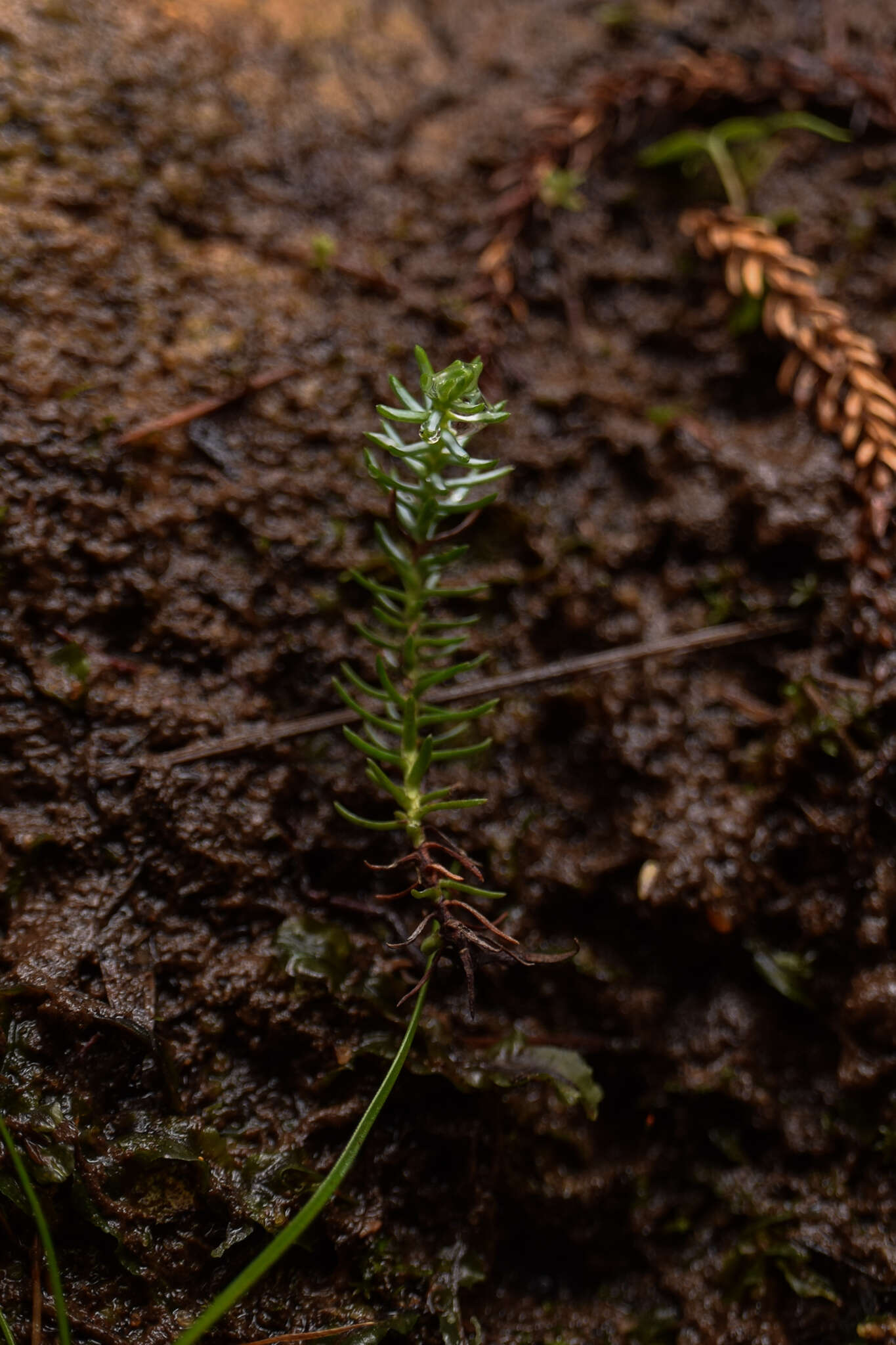 Image of Dwarf Mountain Pine