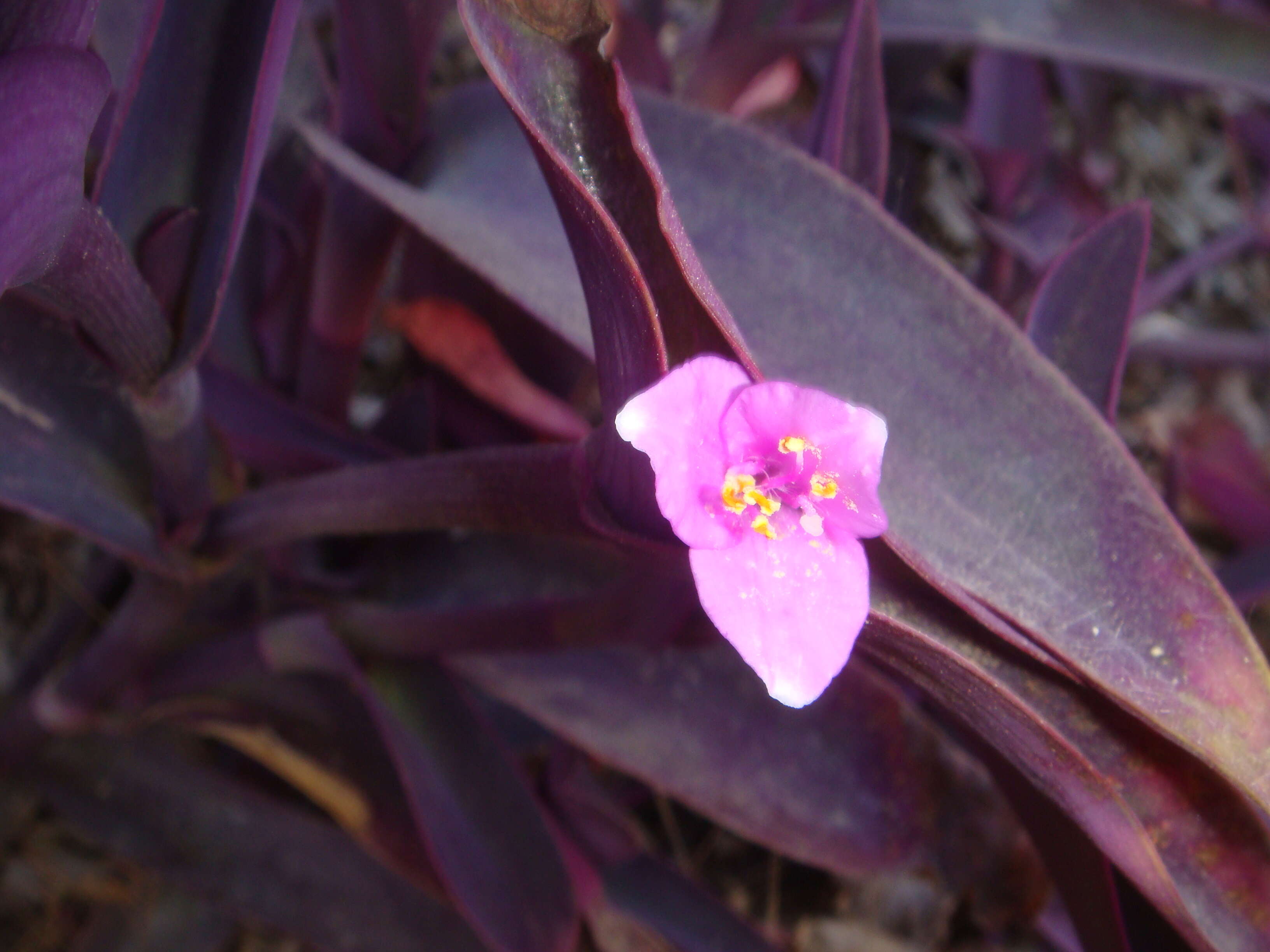 Image of purple heart