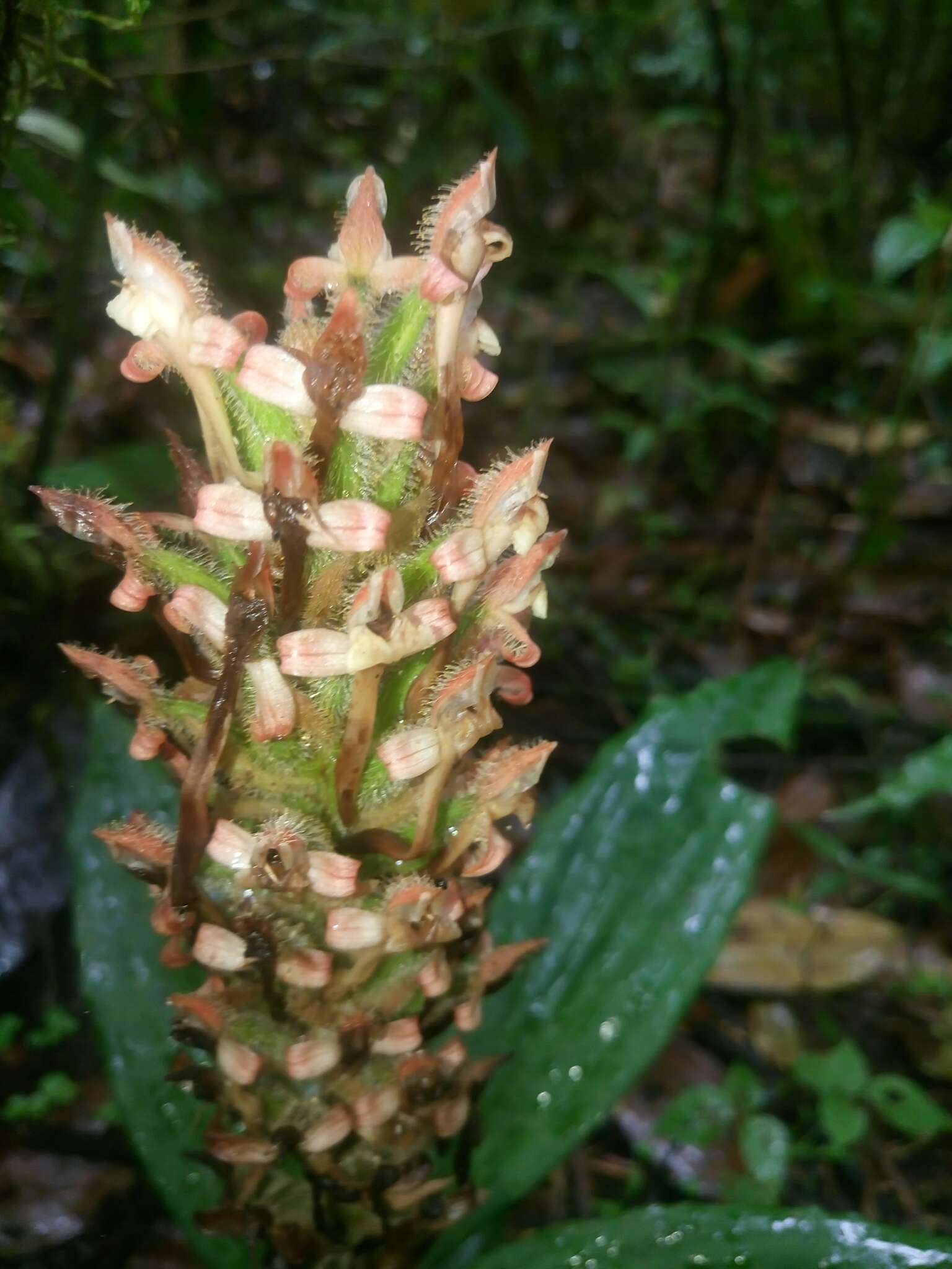 Aspidogyne boliviensis (Cogn.) Garay resmi